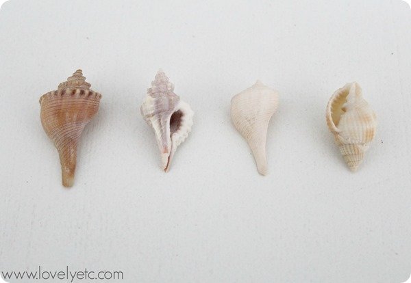 tiny shells