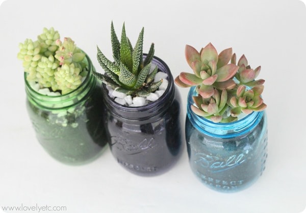 mason jar succulent trio 2