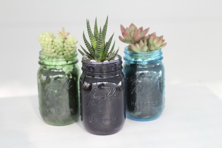 Mason Jar Succulent Garden