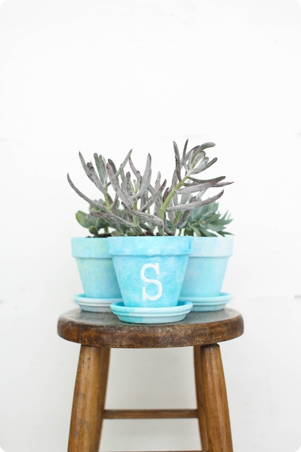 potted succulents on stool