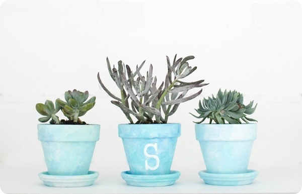 succulents in painted pots