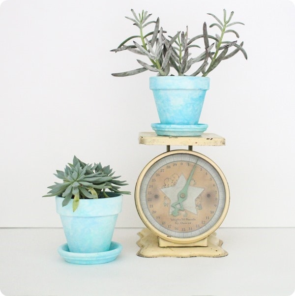 vintage scale and succulents