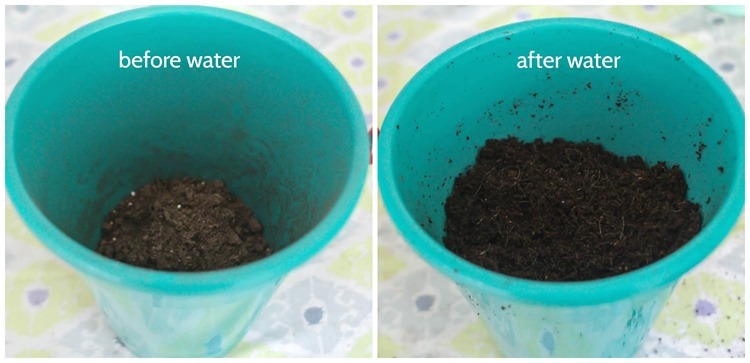 expand n gro before and after water