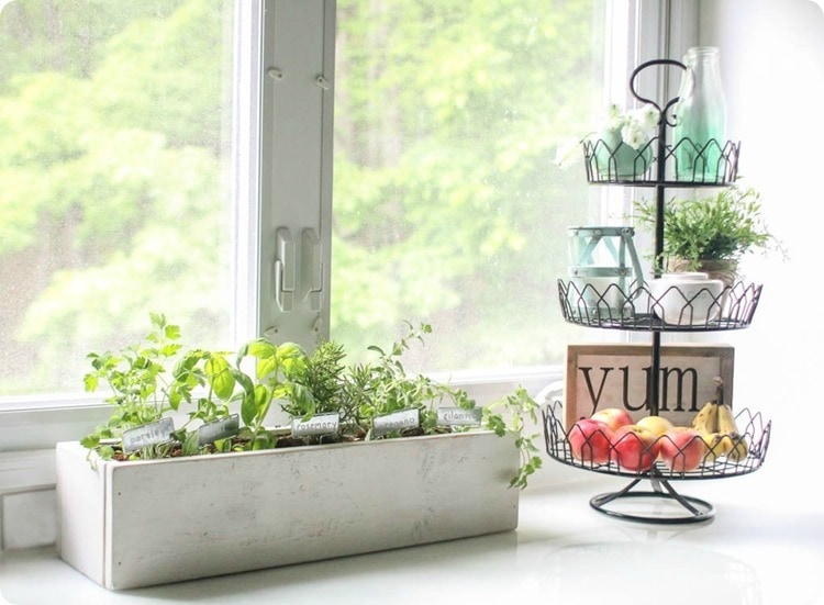 kitchen counter herb garden