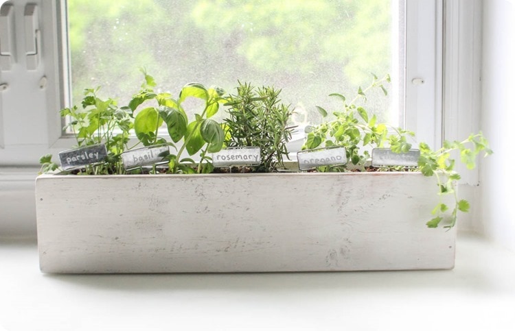 kitchen herb garden in diy planter box