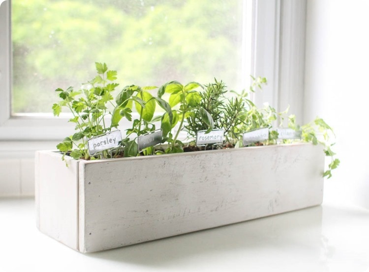 plant a kitchen herb garden