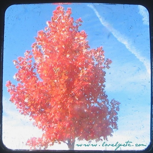 TTV red tree square