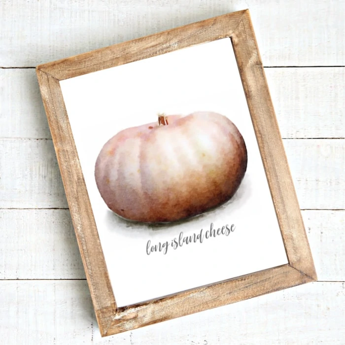 watercolor pink pumpkin called 'long island cheese' in a frame.