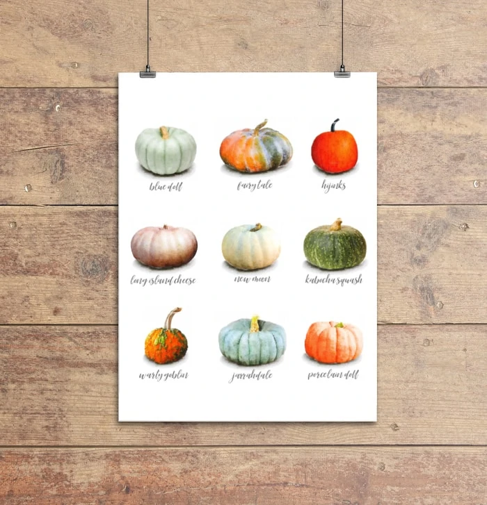 watercolor pumpkins specimen art printable with nine different pumpkin varieties.
