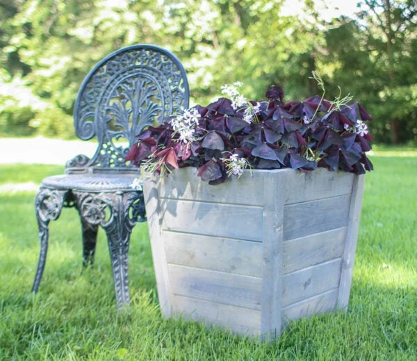 diy wood planter box with gray finish and purple shamrock plant next to a garden chair.