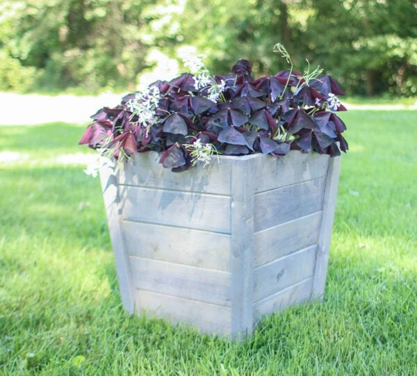 weathered gray diy planter box with large purple shamrock plant.