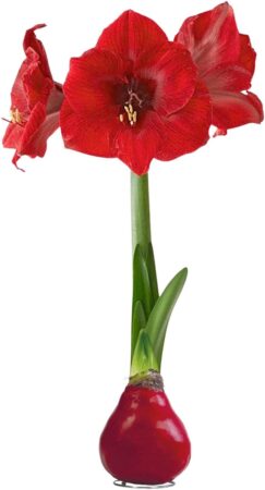 red amaryllis in waxed bulb.
