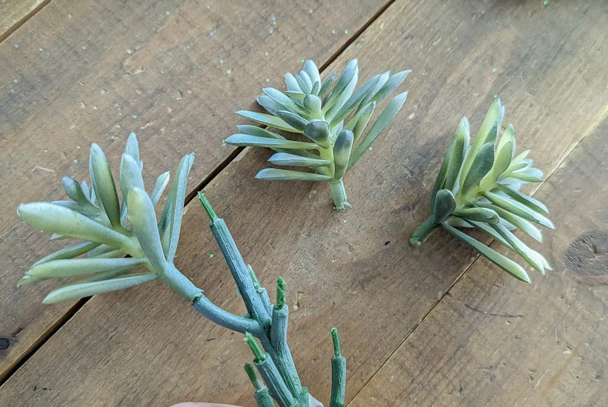 small faux succulents popped off larger stem.